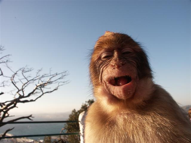 Laughing%20Monkey.jpg